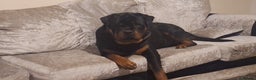 Rottweiler dogs for stud: Kc registered proven big rottweiler stud in Aylesbury - Advert 3
