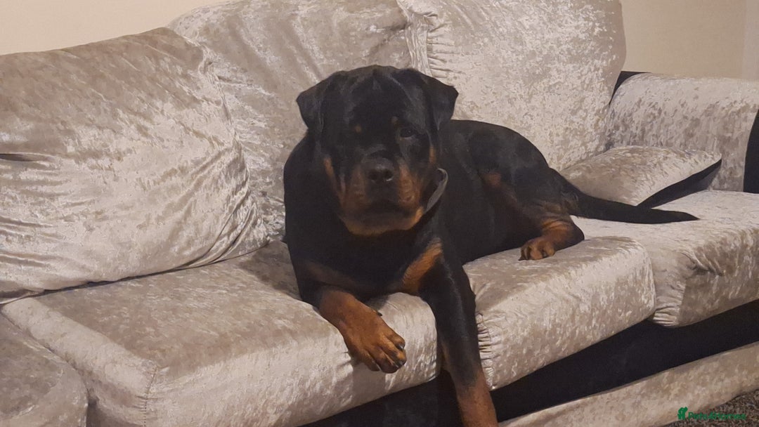 Rottweiler dogs for stud: Kc registered proven big rottweiler stud in Aylesbury - Image 6