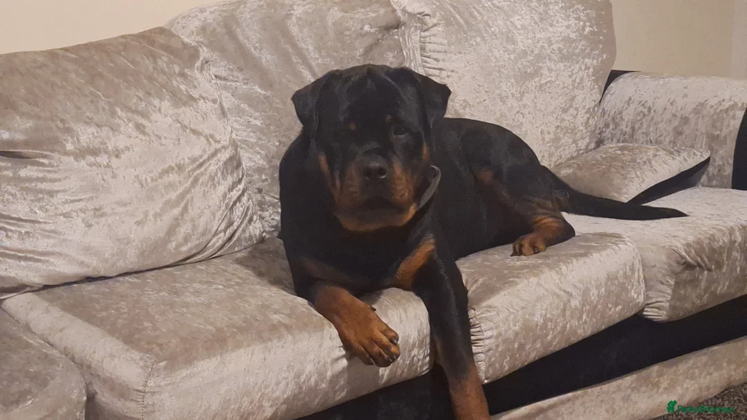 Rottweiler dogs for stud: Kc registered proven big rottweiler stud in Aylesbury - Advert 3