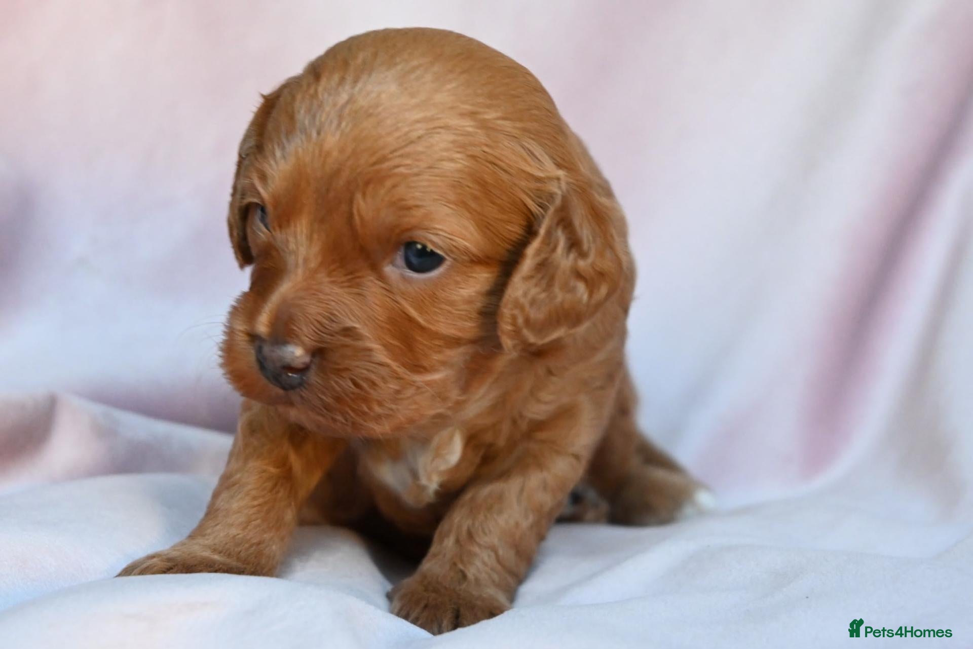 Cavapoo dogs for sale: Cavapoos F1 fully health tested - Advert 2