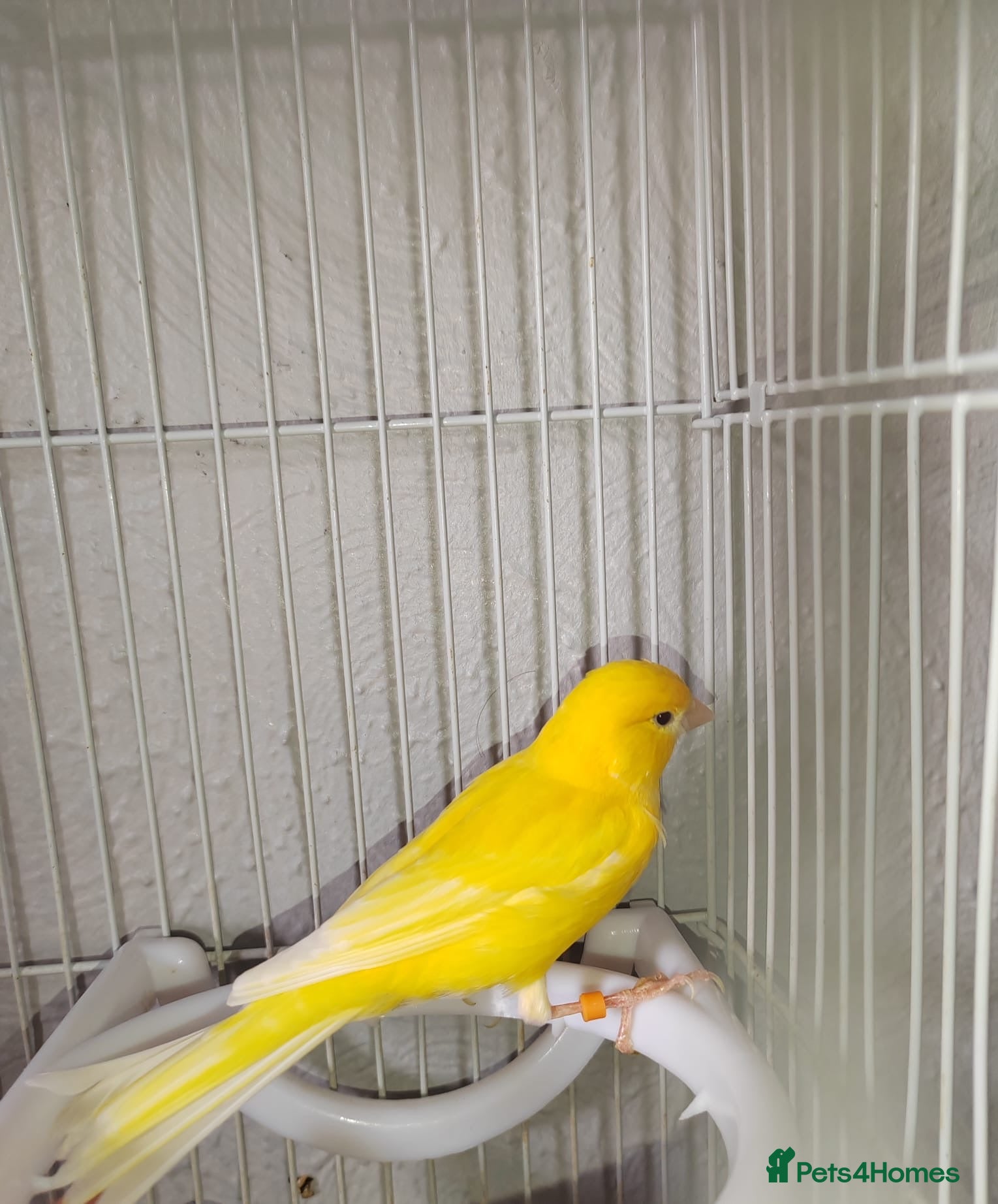 Canaries birds 1 year old boy canary - Advert 6