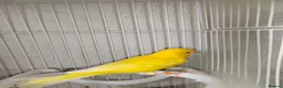 Canaries birds for sale: 1 year old boy canary in Stoke-on-Trent - Advert 1