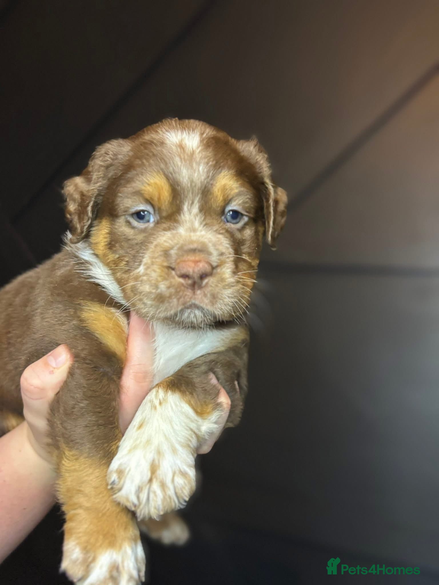 Olde English Bulldogge dogs Chunky Olde English Bulldogge Puppies - Advert 1
