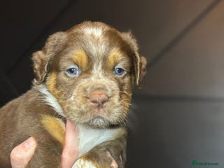 Olde English Bulldogge dogs Chunky Olde English Bulldogge Puppies - Advert 1