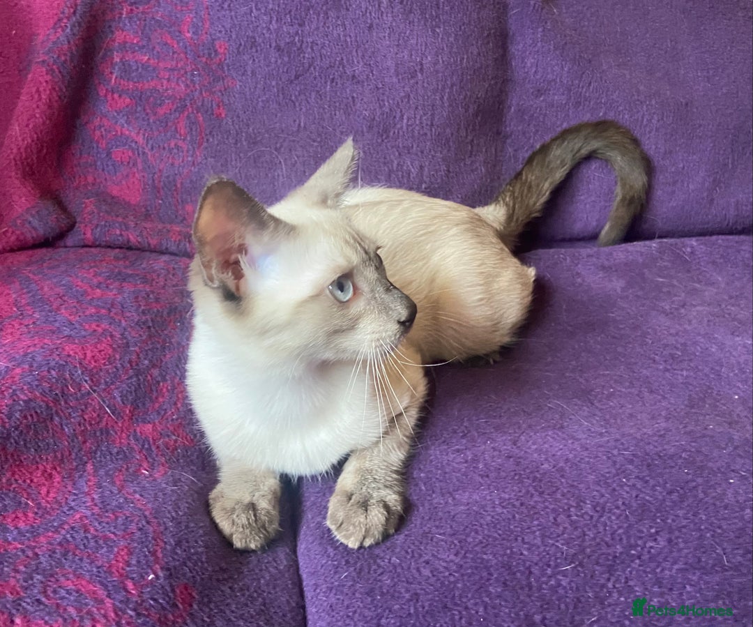 Siamese cats for sale: Beautiful Traditional Siamese Kitten - Image 3