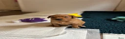 Golden Retriever dogs for sale: Beautiful dark red golden retriever puppies  - Advert 5