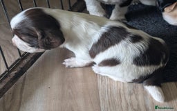 Cocker Spaniel dogs for sale: 2 x BOYS - KC Reg Working Cocker Spaniels - Image 8