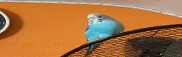 Budgerigars birds for sale: Hand-Tamed Budgerigar for sale in Oldham - Advert 5