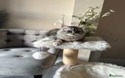 British Shorthair cats for sale: SILVER TABBIES - Registered & Full Pedigree - Image 11