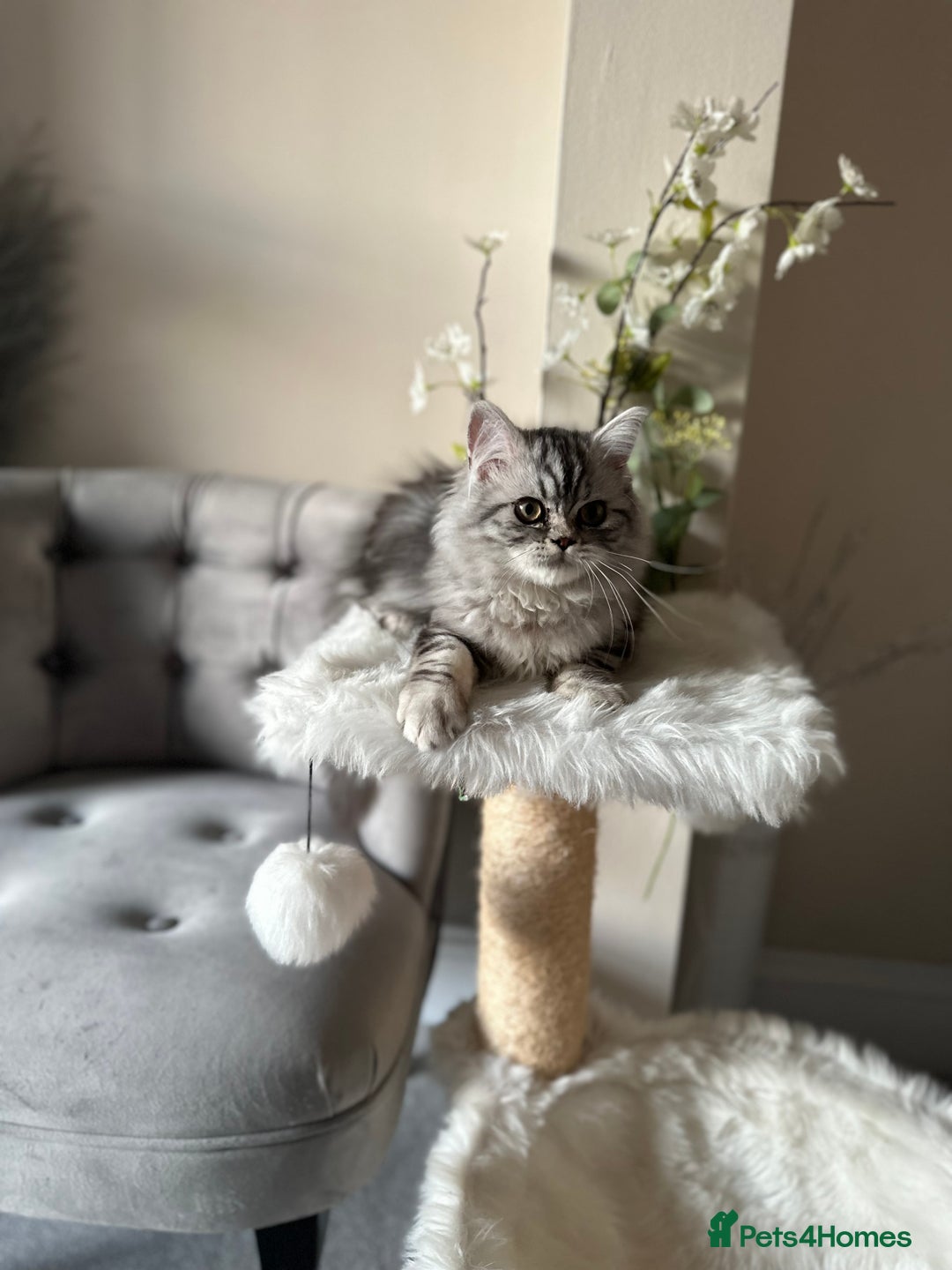 British Shorthair cats for sale: SILVER TABBIES - Registered & Full Pedigree - Image 11
