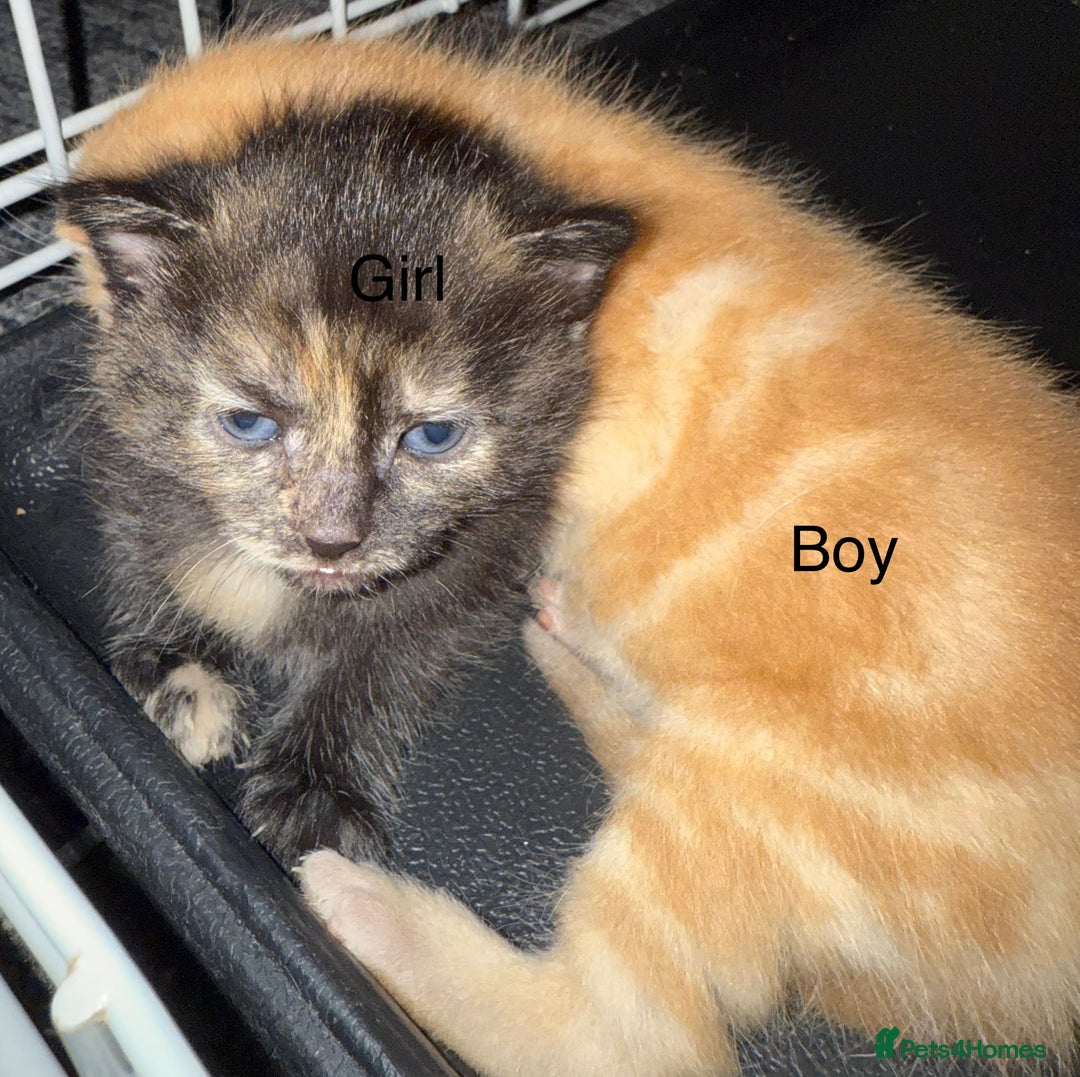 Mixed Breed cats for sale: 1 beautiful girl kitty left ready now - Image 6