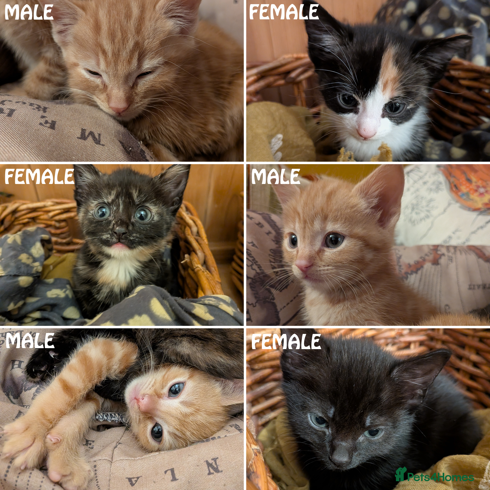 Domestic Shorthair cats Kittens - Advert 16