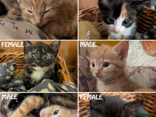 Domestic Shorthair cats Kittens - Advert 4