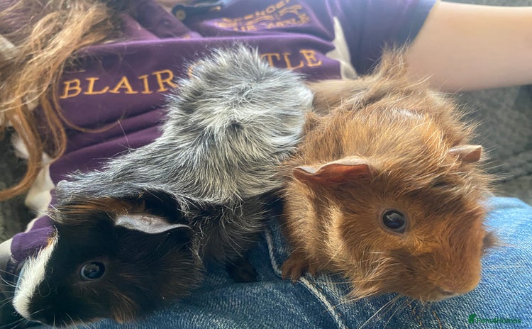 Guinea Pig rodents - Advert 19