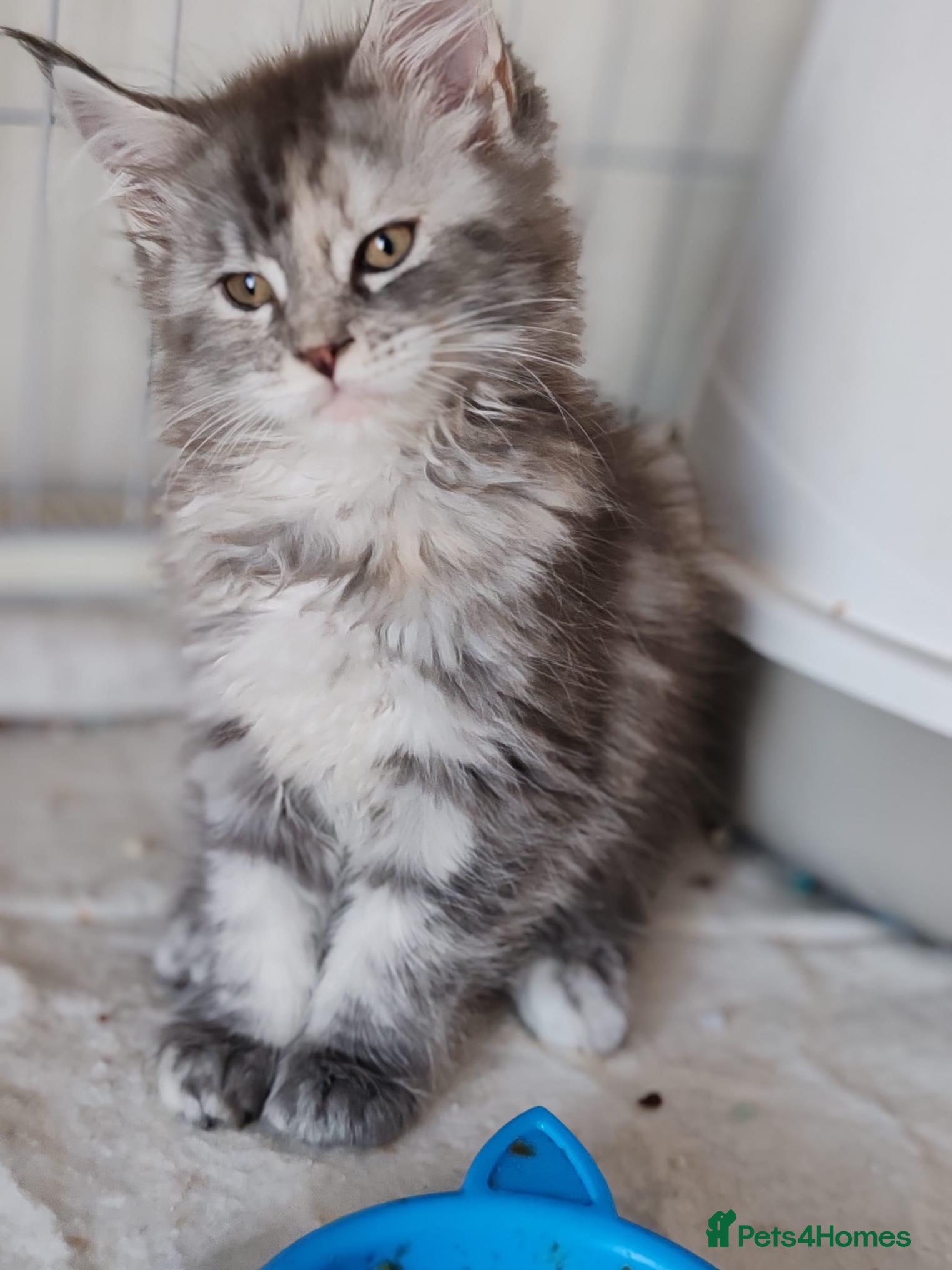 Maine Coon cats Russian bloodline Maine coon kittens - Advert 2