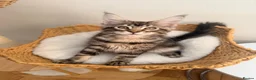 Maine Coon cats for sale: Outstanding show quality Maine coon kittens.  - Advert 8