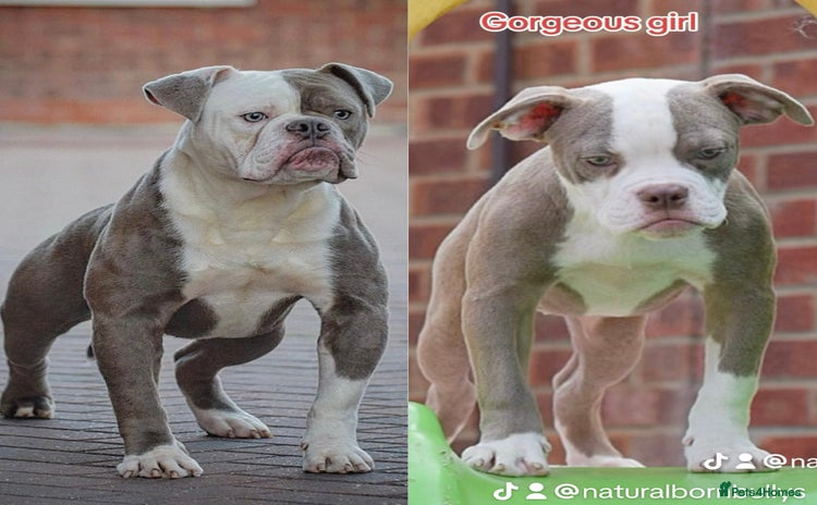 Olde English Bulldogge dogs - Advert 3
