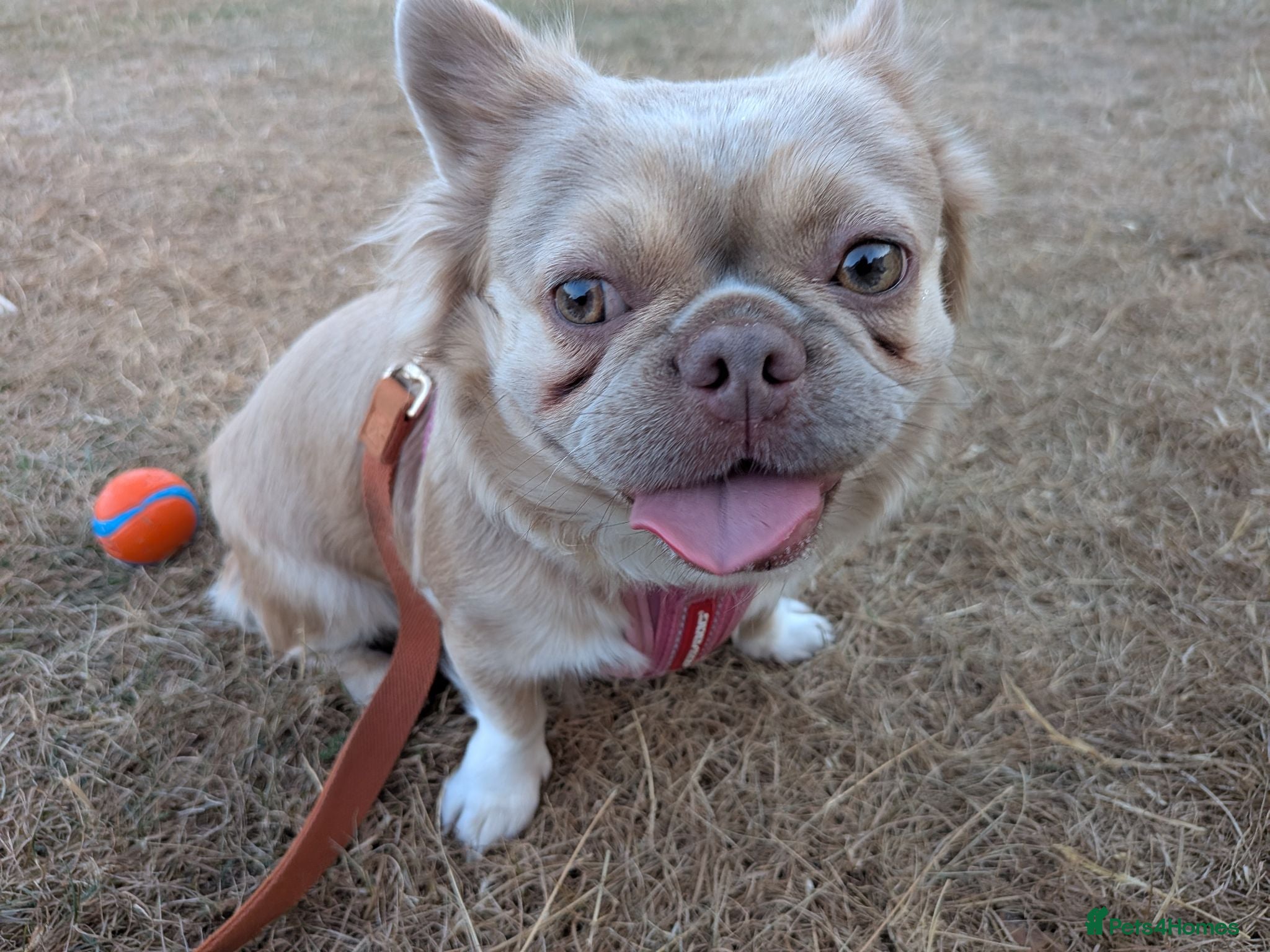 French Bulldog dogs Fluffy Frenchie  - Advert 1