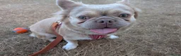 French Bulldog dogs for sale: Fluffy Frenchie  - Advert 1
