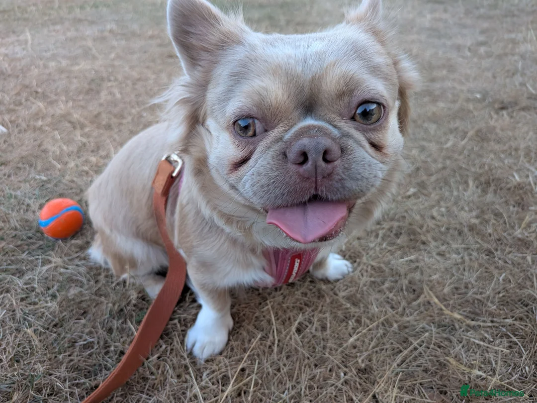 French Bulldog dogs for sale: Fluffy Frenchie  - Advert 1