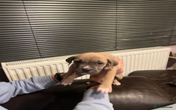 Mixed Breed dogs for sale: Boxer/Staff/Cane Corso Puppies for Sale - Advert 10