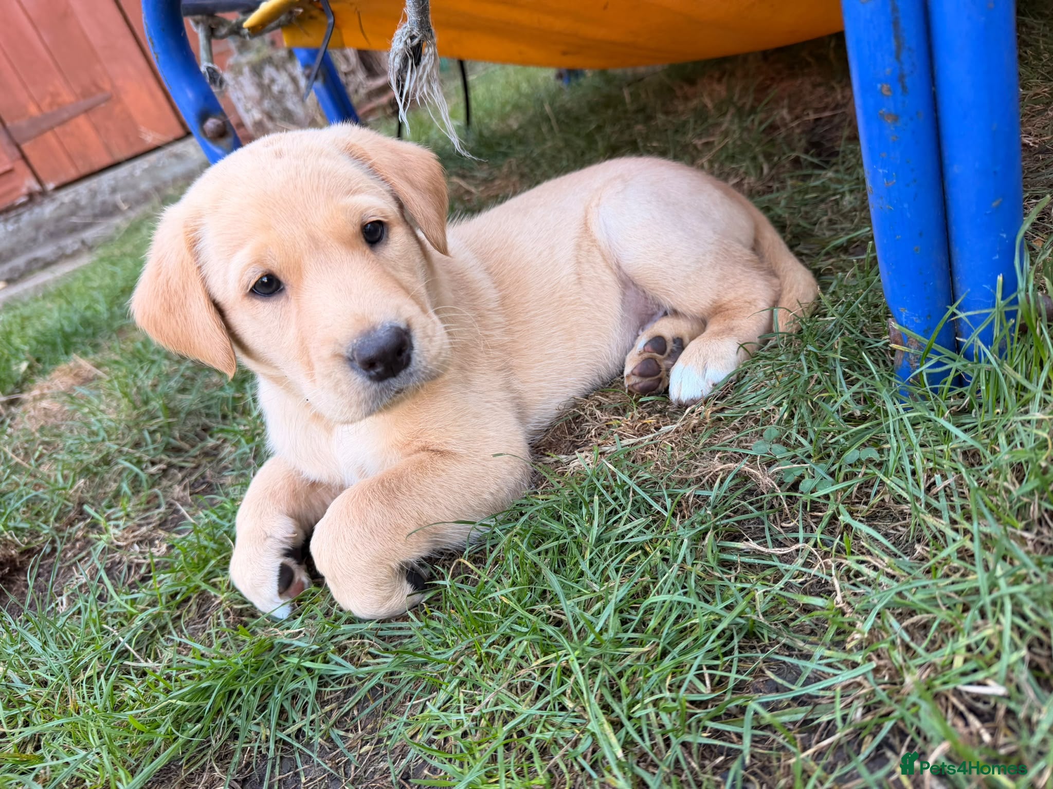 Mixed Breed dogs Elite Working Cross: Tollerdor - Advert 2