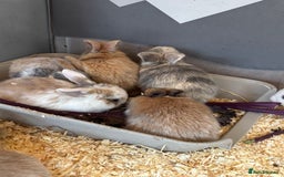Mini Lop rabbits for sale: Mini Lops & Mini Lion Lops. Separate litters - Image 36