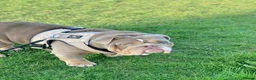 English Bulldog dogs for sale: Two Tru colour English bulldogs - Advert 17