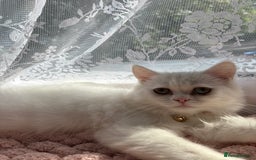 Persian cats for sale: Persian female kitten Lily  - Image 3