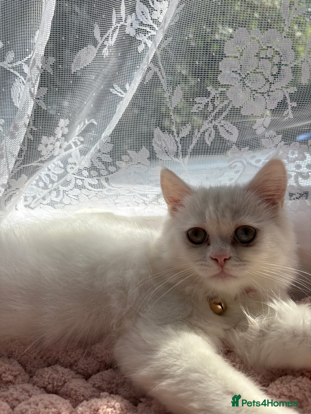 Persian cats for sale: Persian female kitten Lily  - Image 3