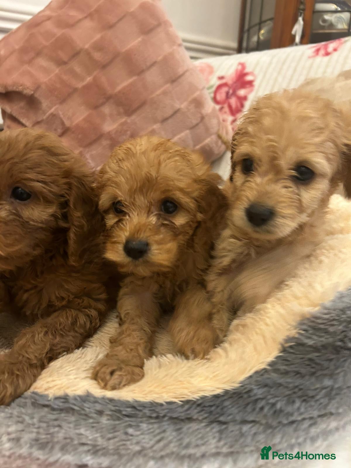 Cockapoo dogs for sale: Adorable cockapoo puppies - Advert 5