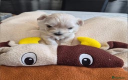 Morkie dogs for sale: Mini Morkies - Advert 3