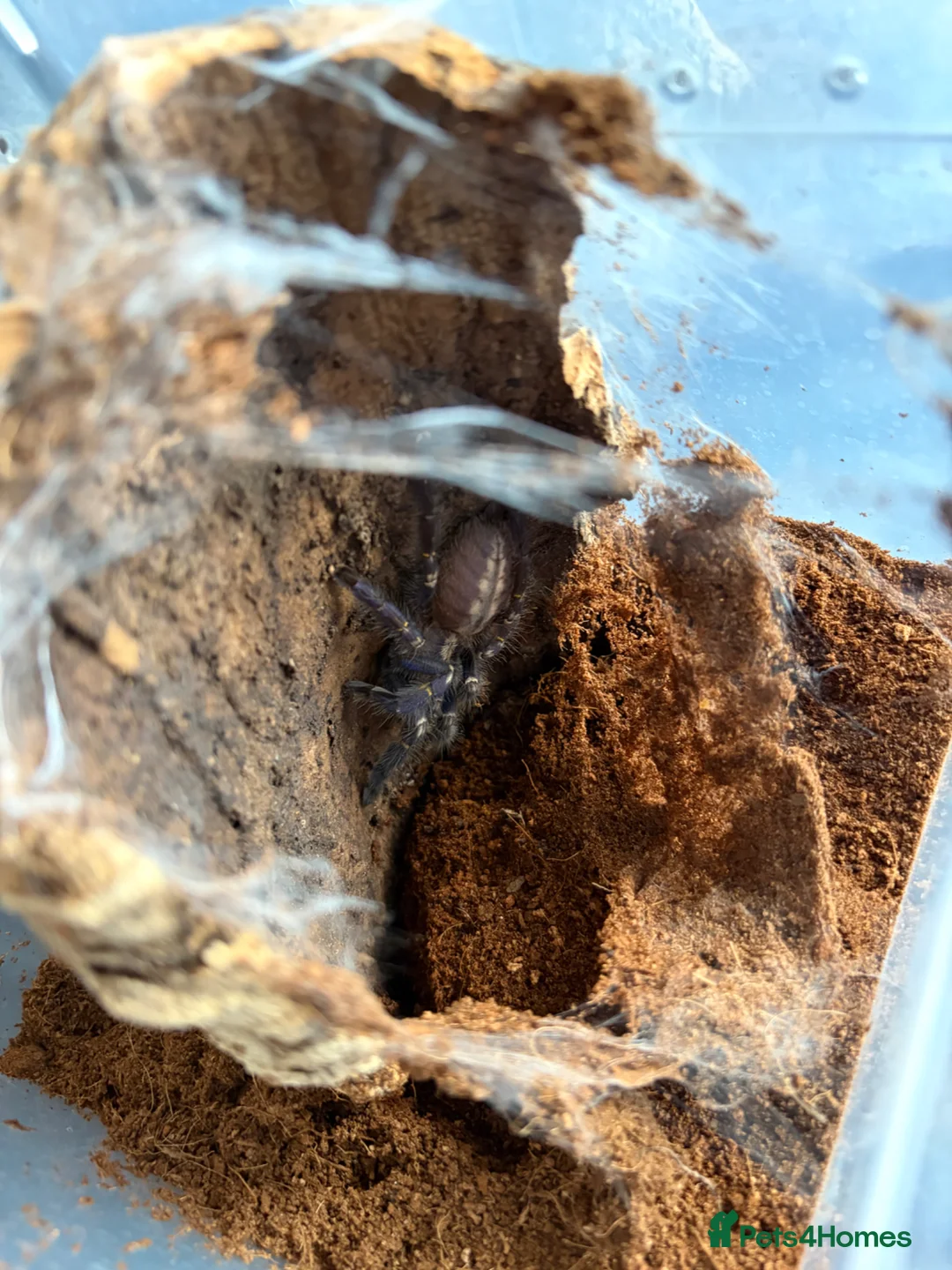 Mixed Breed invertebrates for sale: Tarantula and scorpion collection for sale - Advert 11