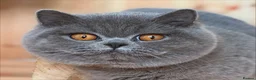 British Shorthair cats for sale: Beautiful kittens  - Advert 10