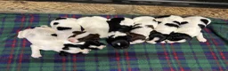 English Springer Spaniel dogs for sale: Gorgeous KC Springer Spaniels will excellent lines in Whitby - Advert 2
