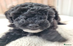 Cavapoo dogs for sale: Miniature cavapoo f1bb puppies - Image 20
