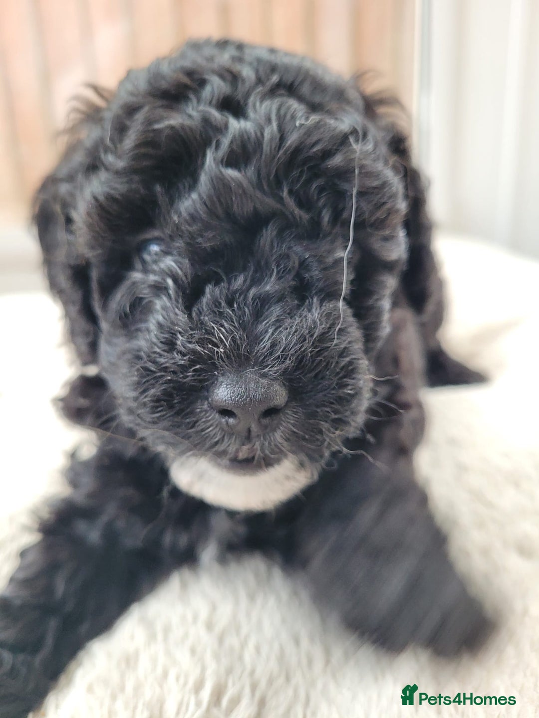 Cavapoo dogs for sale: Miniature cavapoo f1bb puppies - Image 20