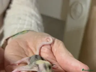 Sugar Glider rodents Only 2 boys left now - Advert 3