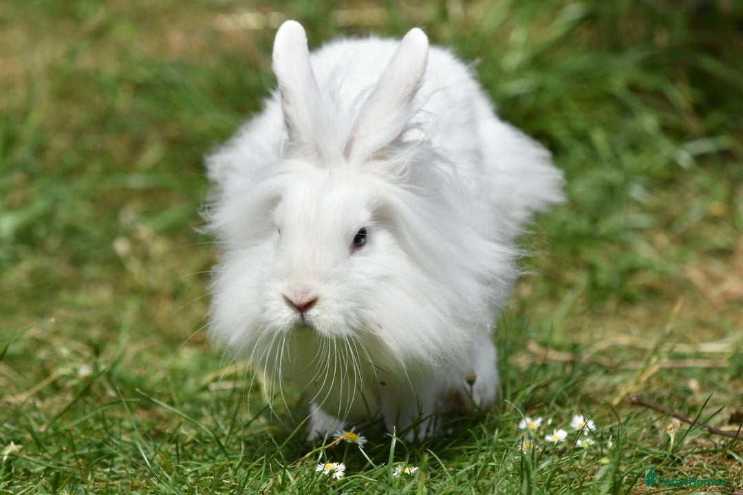Mixed Breed rabbits for sale: 6 Month Old Lionhead x Angora Does - Image 3