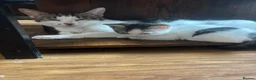 Mixed Breed cats for sale: Beautiful mixed breed kittens - Advert 7