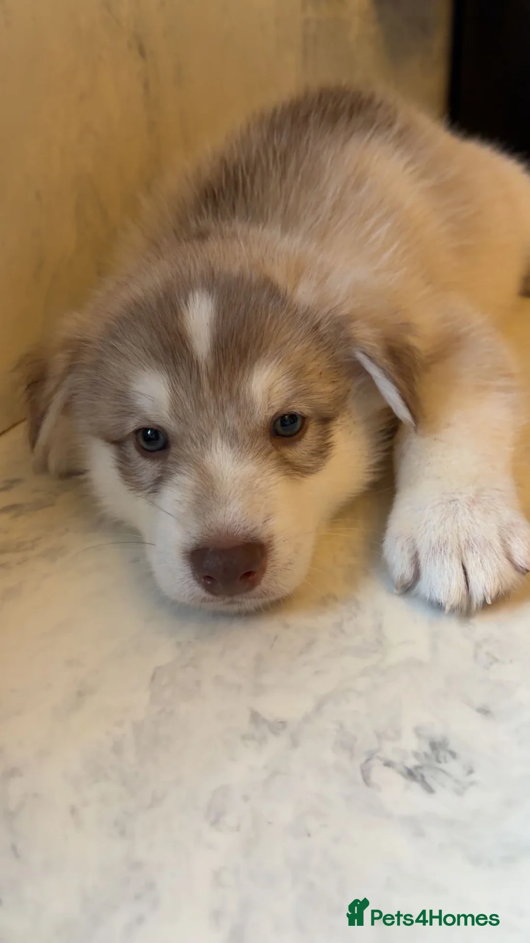 Northern Inuit dogs for sale: Northern Innuit puppies for sale  - Advert 10