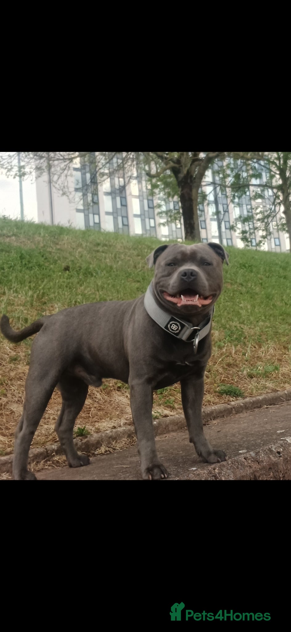 Staffordshire Bull Terrier dogs Stunning staffy for stud. Fully kc handsome lad - Advert 2