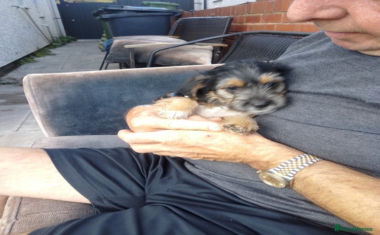 Yorkiepoo dogs - Advert 1