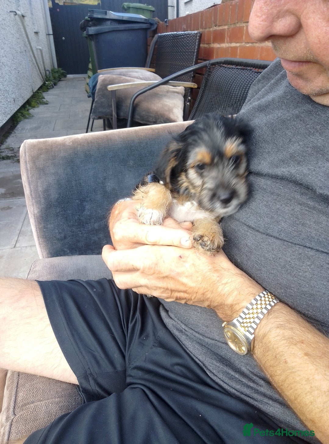Yorkiepoo dogs for sale: Yorkie Russel poo - Image 1