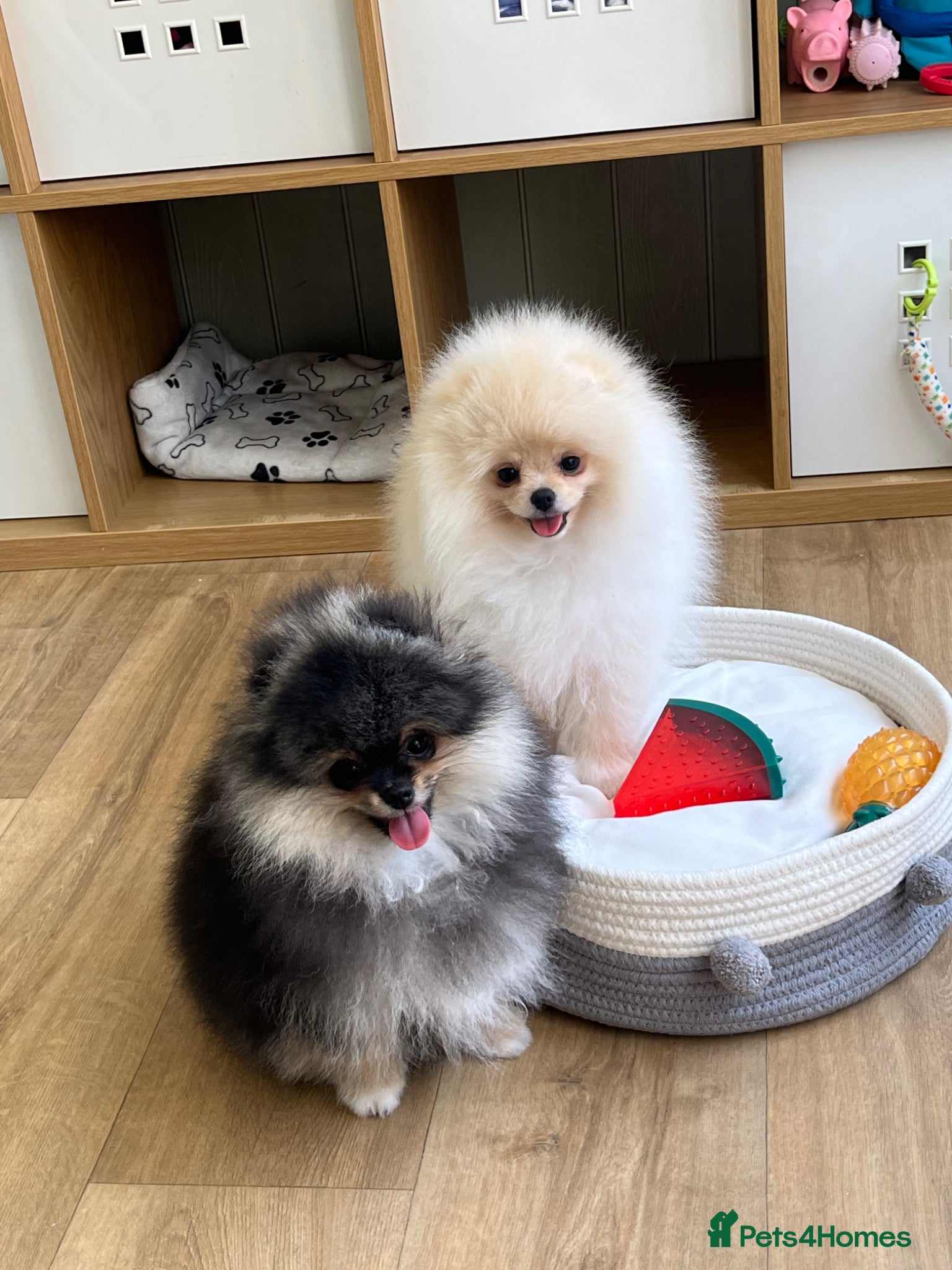 Pomeranian dogs Pom Puppies from Five Star breeder  - Advert 1