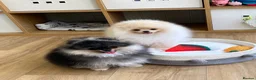 Pomeranian dogs for sale: Pom Puppies from Five Star breeder  - Advert 1