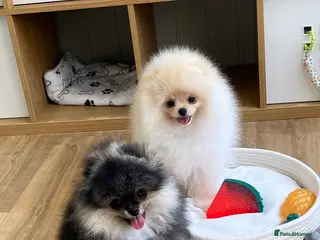 Pomeranian dogs Pom Puppies from Five Star breeder - Advert 1
