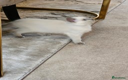 Ragdoll cats for sale: Champion dad Pedigree ragdolls GCCF  - Image 7