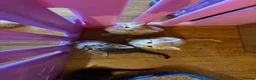 Mixed Breed cats for sale: 5 beautiful kittens  - Advert 13