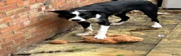 Border Collie dogs for sale: Border collie 8 months - Advert 4